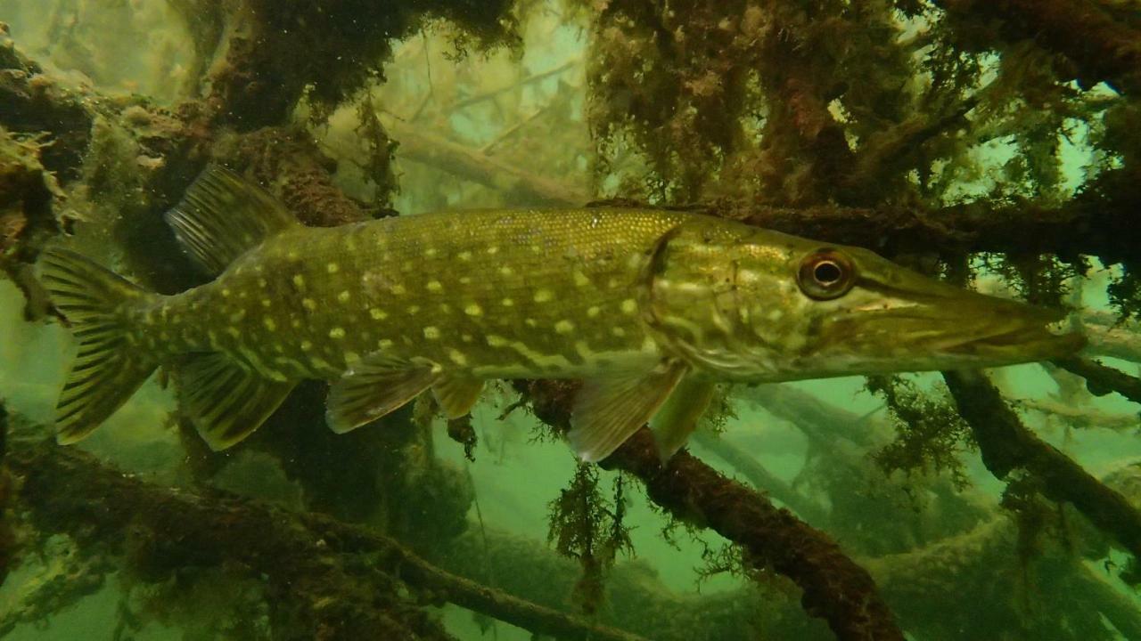 U Przyjaciol Soni Villa Mecidol Esterno foto