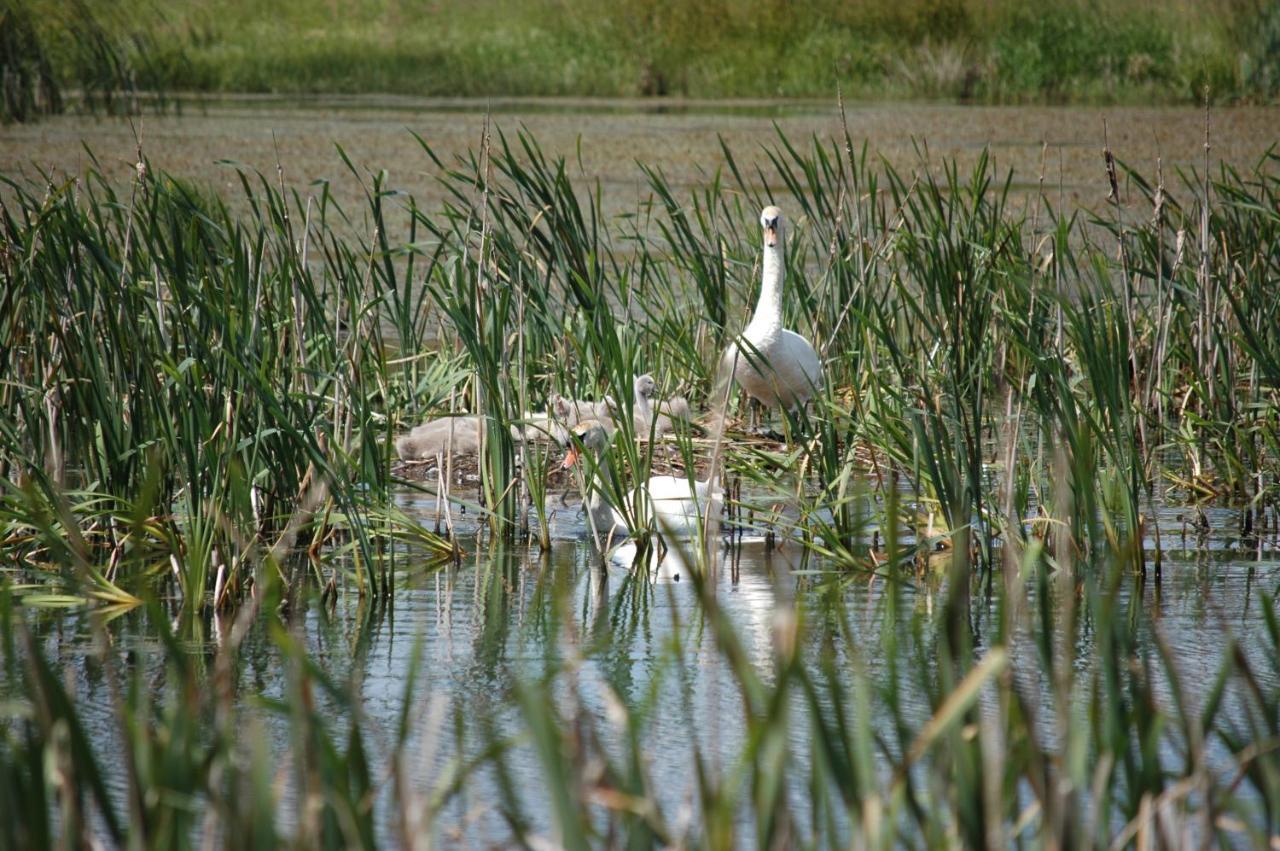 U Przyjaciol Soni Villa Mecidol Esterno foto