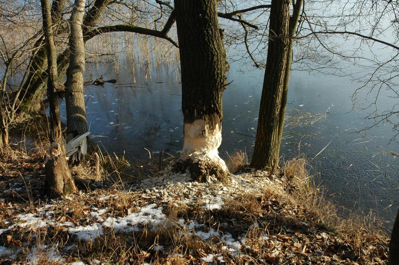 U Przyjaciol Soni Villa Mecidol Esterno foto